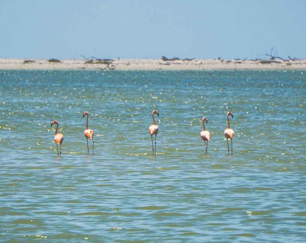 Flamencos visitan lagunas de&nbsp;Altamira