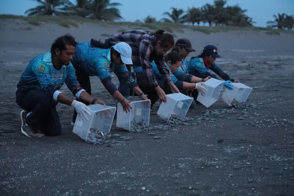 Costas veracruzanas cobijan a&nbsp;tortuguitas