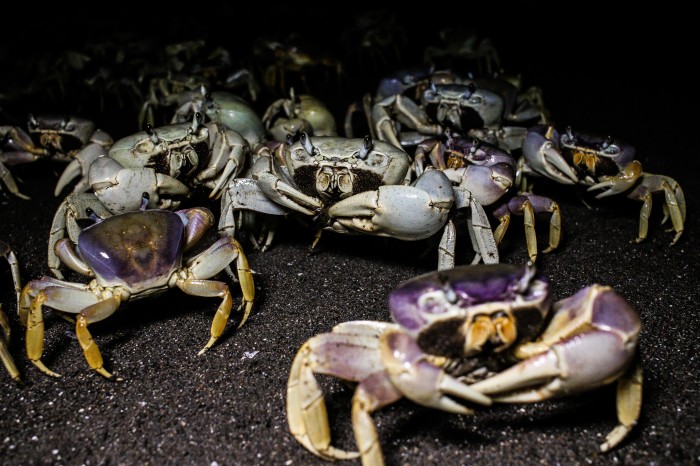 Se extingue cangrejo azul en Riviera&nbsp;Veracruzana