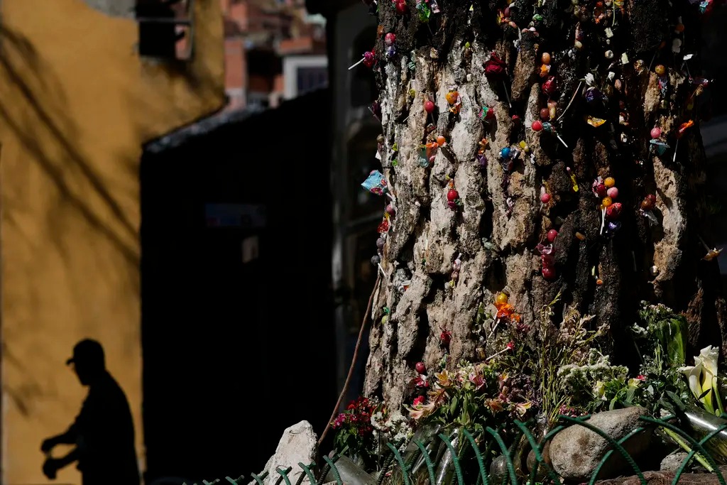 Fe y misterio en torno al árbol&nbsp;milagroso