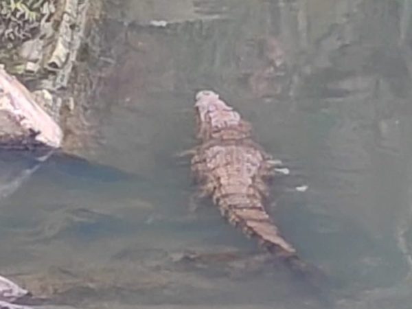 Inquietud vecinal por cocodrilo en el arroyo&nbsp;Salsipuedes