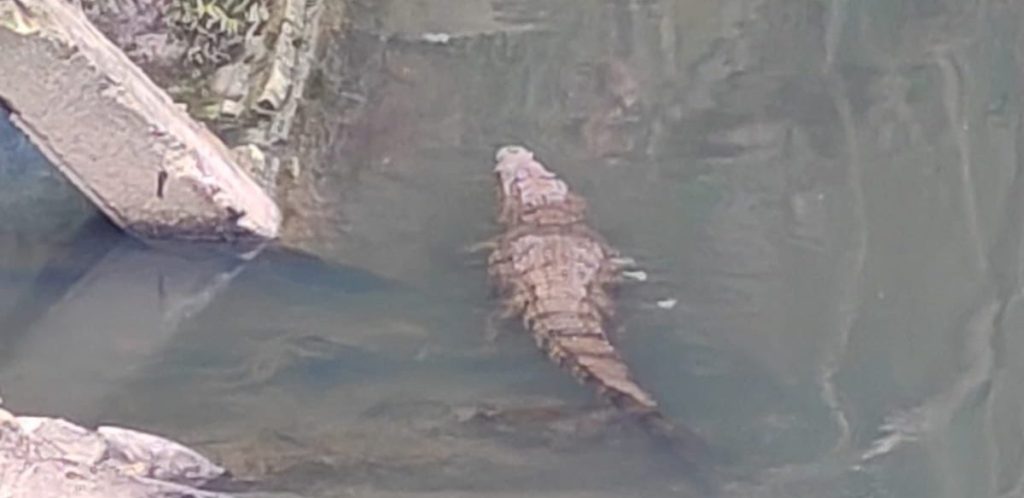 Inquietud vecinal por cocodrilo en el arroyo&nbsp;Salsipuedes
