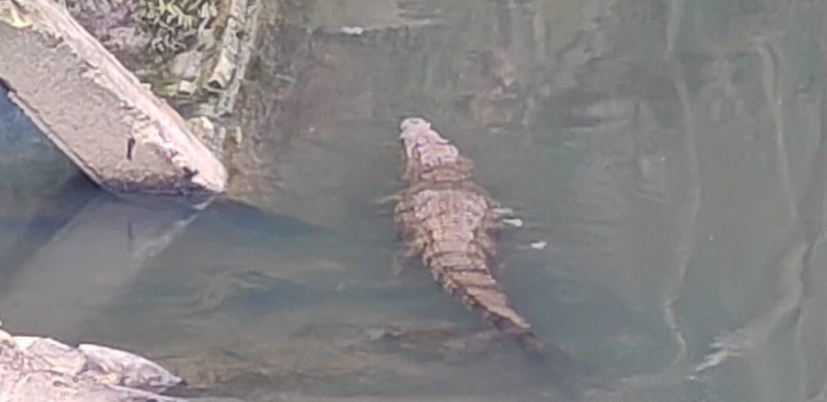 Inquietud vecinal por cocodrilo en el arroyo&nbsp;Salsipuedes