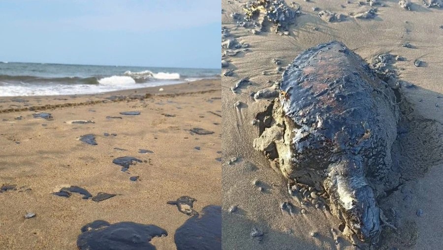 Chapopote afecta 39 comunidades del&nbsp;Golfo