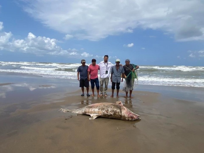 Hallan tres delfines muertos en&nbsp;Coatzacoalcos