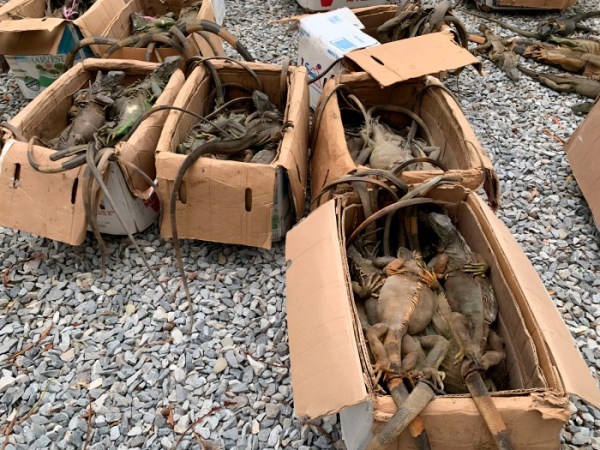 Rescatan iguanas traficadas