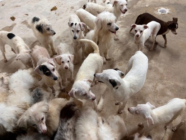 RESCATAN 42 PERROS POR MALTRATO EN&nbsp;COATZACOALCOS