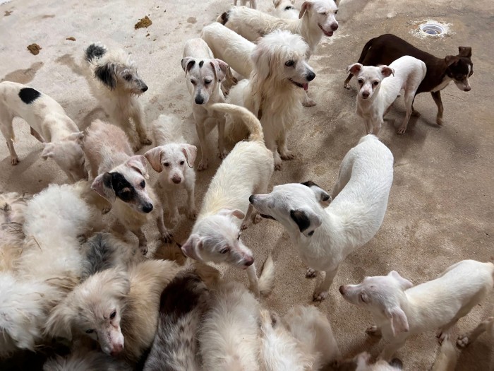 RESCATAN 42 PERROS POR MALTRATO EN&nbsp;COATZACOALCOS