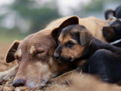 Alerta en lomitos por gusano&nbsp;barrenador