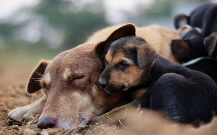 Alerta en lomitos por gusano&nbsp;barrenador
