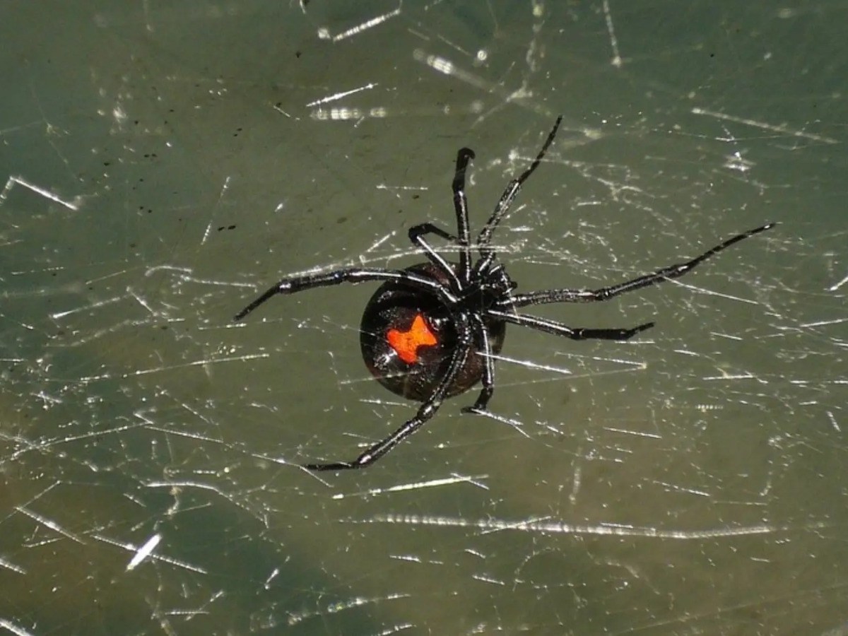 Veracruz registra 31 casos por mordeduras de&nbsp;araña