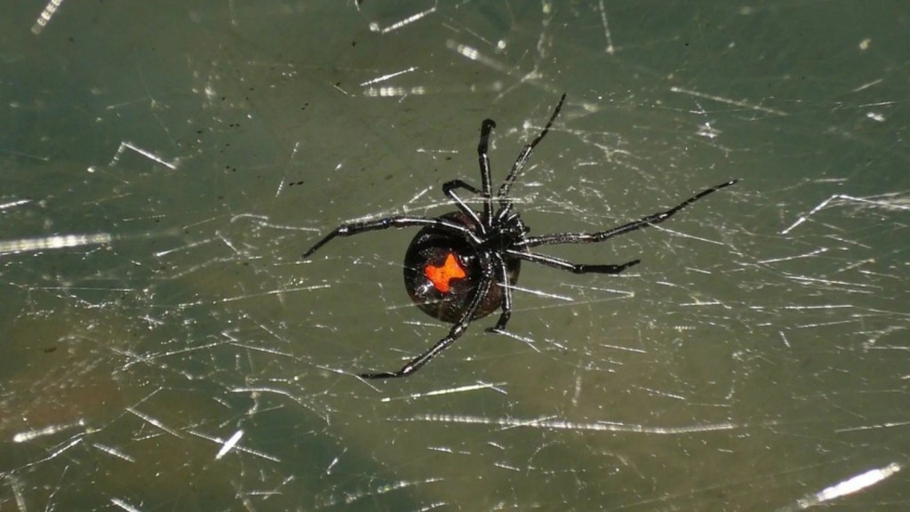 Veracruz registra 31 casos por mordeduras de&nbsp;araña