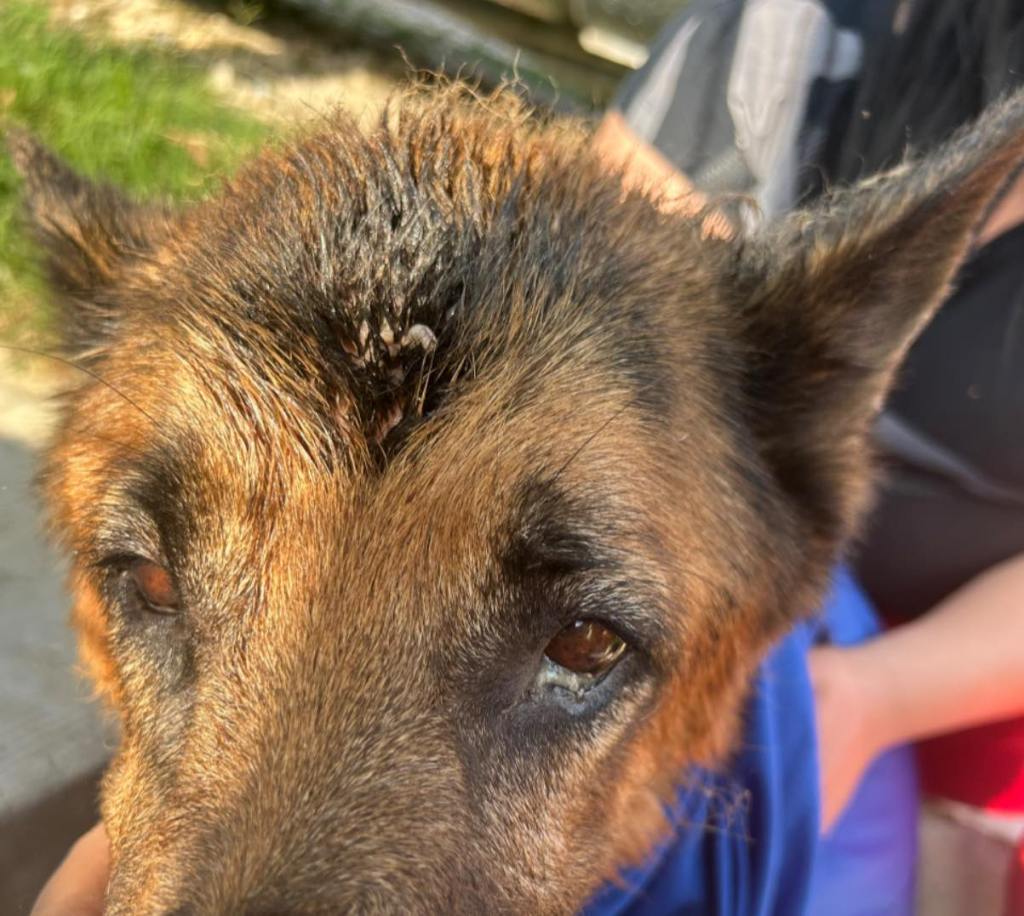 Alertan sobre posible presencia de gusano barrenador en perro de la colonia&nbsp;Chapultepec