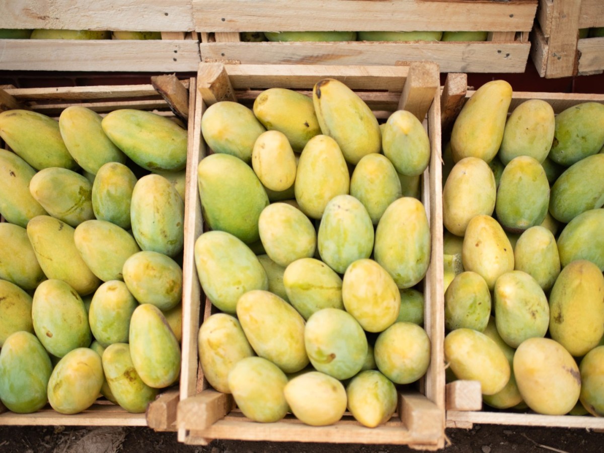 Retraso en cosecha de mango impacta producción y prevén baja en&nbsp;precios