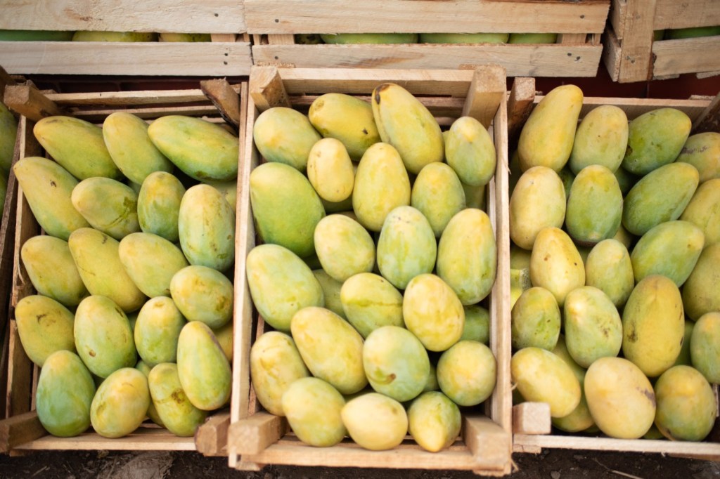 Retraso en cosecha de mango impacta producción y prevén baja en&nbsp;precios