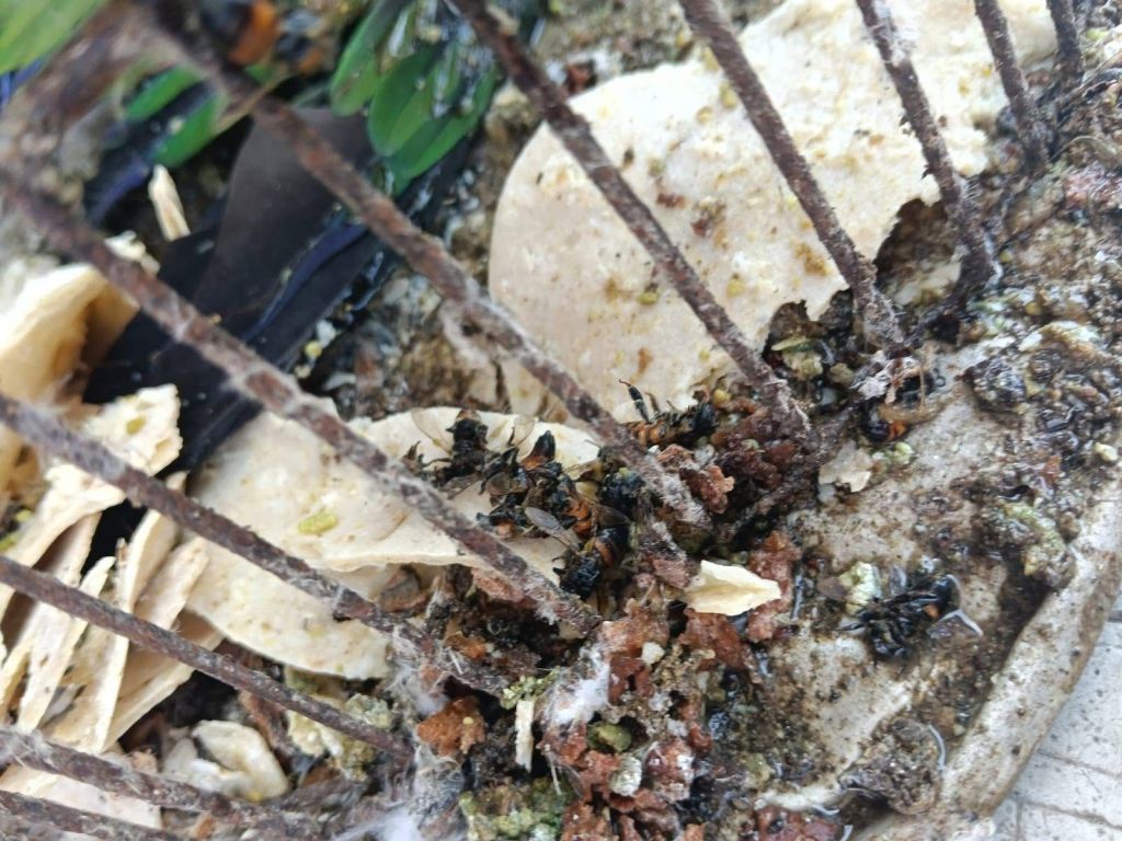 Ataque de abejas en Cazones deja lesionado y exhibe presunto caso de maltrato&nbsp;animal