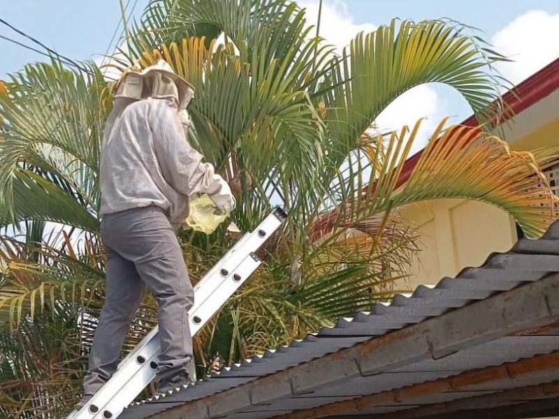 Retiran panal de avispas en&nbsp;Coatzintla