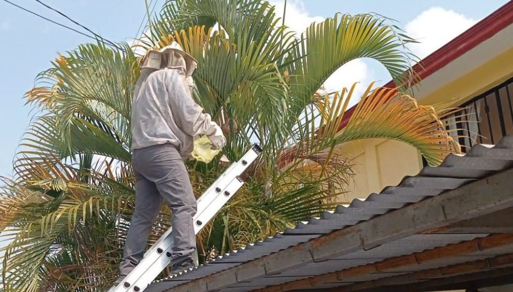 Retiran panal de avispas en&nbsp;Coatzintla